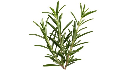 Fototapeta premium Fresh rosemary sprig with slender green leaves and delicate branches