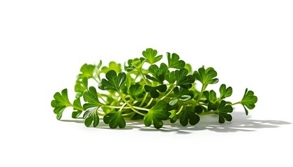 Obraz premium A bunch of fresh green parsley leaves on a white background