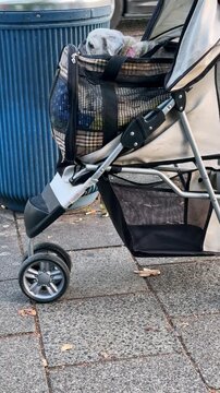 Old pug dog sitting in pet carrier stroller