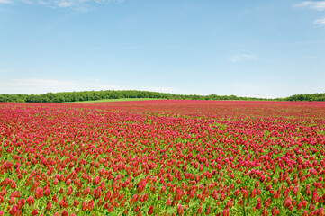 Fototapeta premium A stunning view of a field filled with vibrant red clover flowers under a bright blue sky.