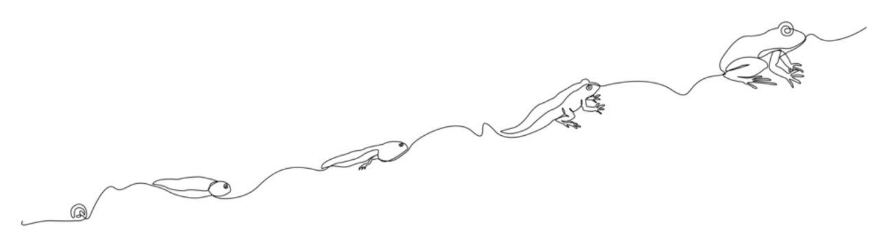 Continuous single line illustration showing the life cycle of a frog from egg to tadpole to adult frog. Ideal for educational materials, science textbooks, biology presentations, etc