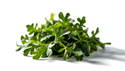 Obraz premium A bunch of fresh arugula leaves on a white background