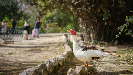 Fototapeta premium Duck standing by a narrow water channel in an urban park, wildlife and nature in the city concept with copy space and shallow depth of field