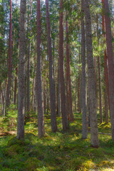 Fototapeta premium Northern evergreen forest. Pine and spruce trees. Soft sunlight, sunbeams. Atmospheric landscape. Nature, environment, eco tourism, exploring, wanderlust concept