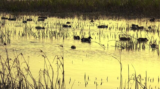 Patos cuchar&oacute;n en el Lago Nabor Carrillo, Texcoco, estado de M&eacute;xico.