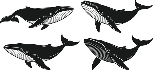 Humpback whale silhouettes collection swimming ocean marine mammal wildlife illustration set isolated black sea animal vector design © Bappi Creatives
