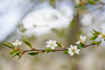 Obraz premium Spring flowering of trees on a blurred background.
