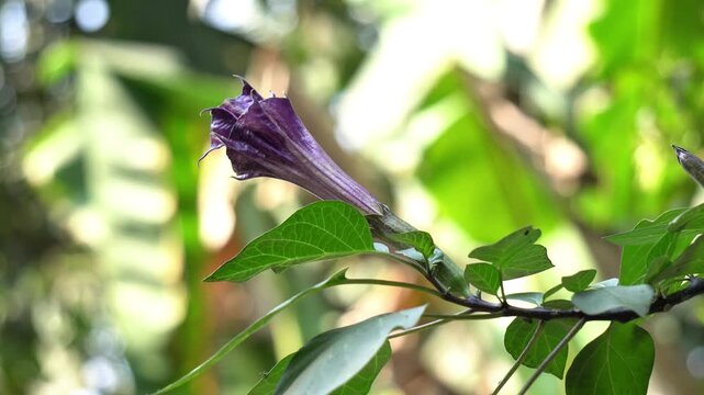Close Up of Purple Flower on Vine with Blurred Nature Background. Wild Datura Flower on Leafy Plant in Soft Light. Devil&rsquo;s Trumpet Flower on Plant Branch in Garden.