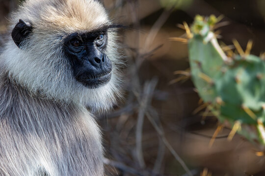 Gray langur (also known as a hanuman langur), a type of old world monkey common to the Indian subcontinent, including Sri Lanka
