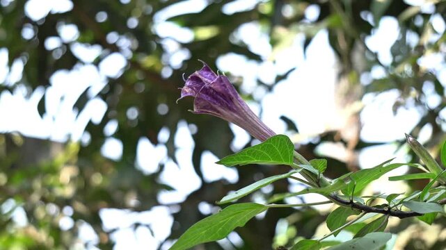 Beautiful Purple Flower on Climbing Vine in Sunlit Garden. Delicate Purple Flower Blooming. Datura Blossom Growing on Plant in Tropical Nature.