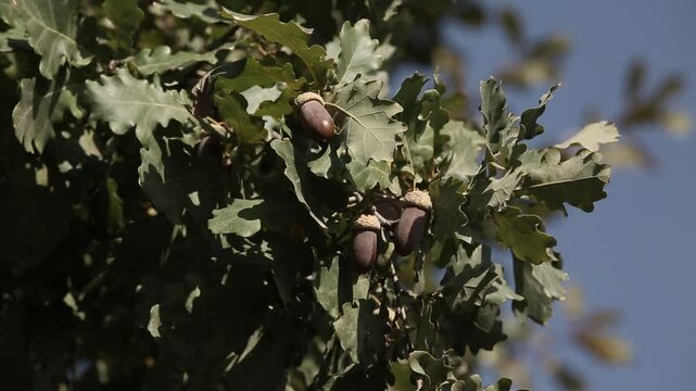 Close up view of ripe brown acorns and green leaves on an oak tree branch, gently swaying in the soft autumn breeze against a clear, bright blue sky.