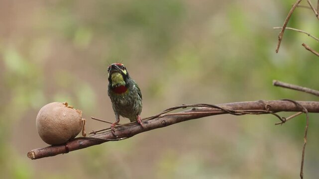 Beautiful 4K video of Coppersmith Barbet having fruit with beautiful background. Video is treat to the photographers to capture.