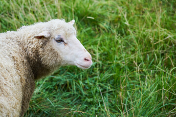 A sheep grazes on a green meadow. © Arthur