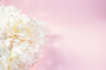Fototapeta premium closeup of delicate flower profile, dreamy lighting highlights tender petals with romantic atmosphere, beautiful floral composition with blurred pink backdrop and soothing illumination