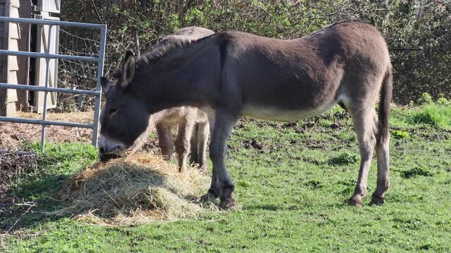 Two donkeys eating hay in a green pasture next to a farm gate