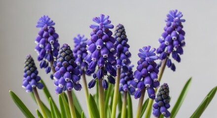 Cluster of vibrant purple grape hyacinth flowers with green leaves, against a plain backdrop