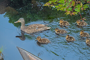 Mama Mallard Duck With Her Babies