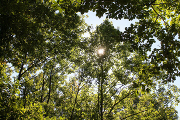 A breathtaking upward perspective looking into the tops of vibrant green trees. The bright sun peeks through the dense summer foliage, creating a radiant starburst effect and filling the frame 