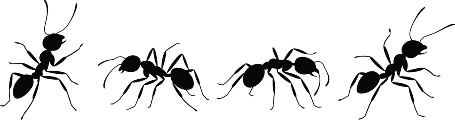 Ant silhouettes collection, detailed black insect vector illustration set isolated on white background for design and education © Santo's World