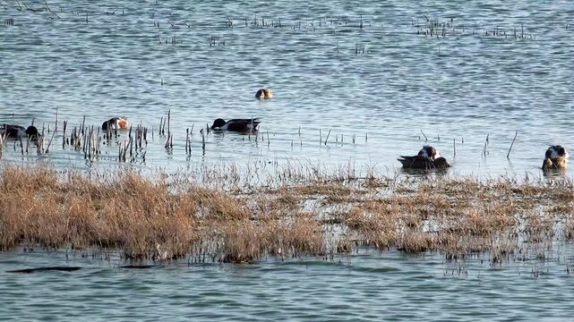 Patos cuchar&oacute;n en el Lago Nabor Carrillo, Texcoco, estado de M&eacute;xico.