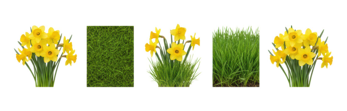 Set of yellow daffodil flowers and green grass elements for spring design, including bouquets, growing plants, and lawn textures for creative seasonal compositions