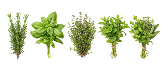 Fototapeta premium Collection of fresh green culinary herbs featuring bunches of rosemary, basil, thyme, mint, and a mixed bouquet with parsley and sage for healthy cooking and seasoning