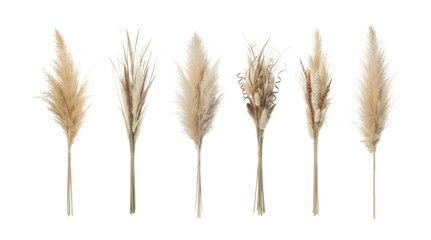 Fototapeta premium Collection of six dried pampas grass bouquets with bunny tails and reeds arranged in a row for a natural, bohemian home decor aesthetic in a soft, neutral color palette