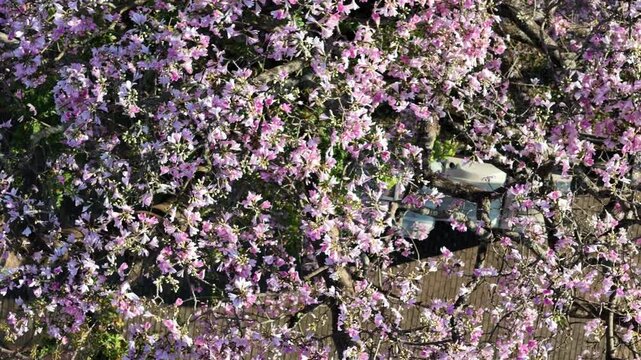 Pink blossoms of silk floss tree canopy aerial close up