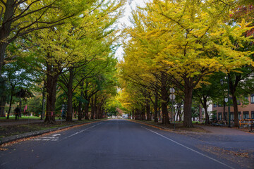 北海道大学 初秋のイチョウ並木【穏やかな道路】