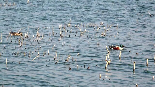 Patos cuchar&oacute;n en el Lago Nabor Carrillo, Texcoco, estado de M&eacute;xico.