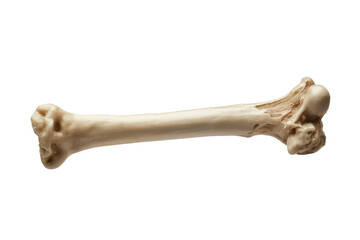 Human femur bone from different angle on white background