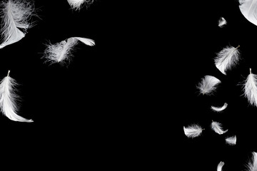 Obraz premium White feather isolated on a black background.