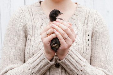 Obraz premium Person holding small baby chick in cupped hands