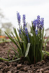 Fototapeta premium Purple grape hyacinth flowers blooming in spring garden