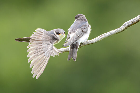 Dos golondrinas interactuando sobre una rama con fondo verde natural