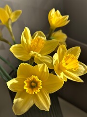 Fototapeta premium yellow daffodils on black background