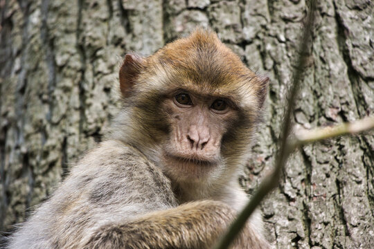 Berberaffe sitzt auf Baumstamm im Wald:  Nahaufnahme