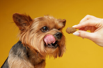 Yorkshire terrier licking lips while looking at dog treat in human hand