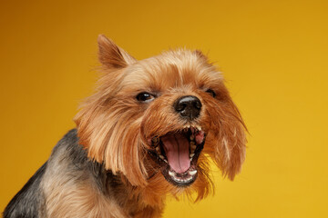 Yorkshire terrier barking with open mouth showing teeth on yellow background