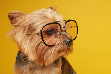 Yorkshire terrier wearing oversized eyeglasses on yellow studio background