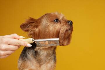 Yorkshire terrier being brushed with grooming comb during pet care routine