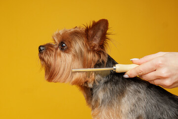Yorkshire terrier being combed during grooming routine on yellow background