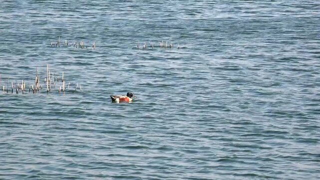 Patos cuchar&oacute;n en el Lago Nabor Carrillo, Texcoco, estado de M&eacute;xico.