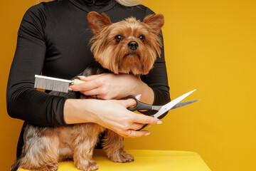 Yorkshire terrier grooming with scissors and comb in pet care routine