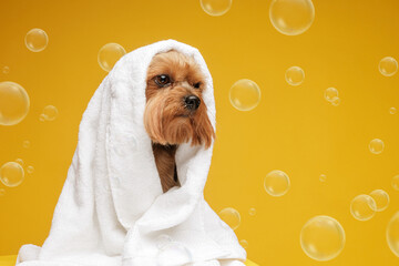 Yorkshire terrier wrapped in towel after bath with soap bubbles on yellow background