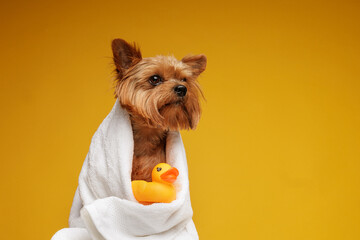 Yorkshire terrier wrapped in towel with rubber duck after bath on yellow background