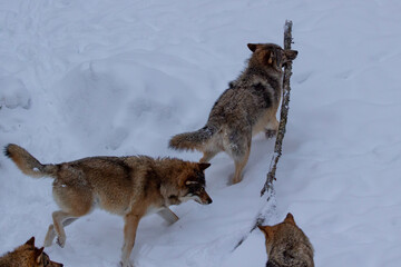 Obraz premium wolf play in snow