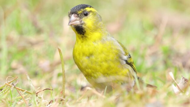 European siskin (Spinus spinus) foraging in the garden 