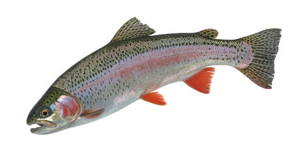 Rainbow trout fish with pink stripe scales fins