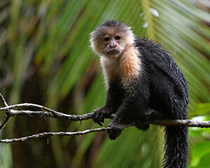 Obraz premium a serious capuchin monkey in a Costa Rican forest